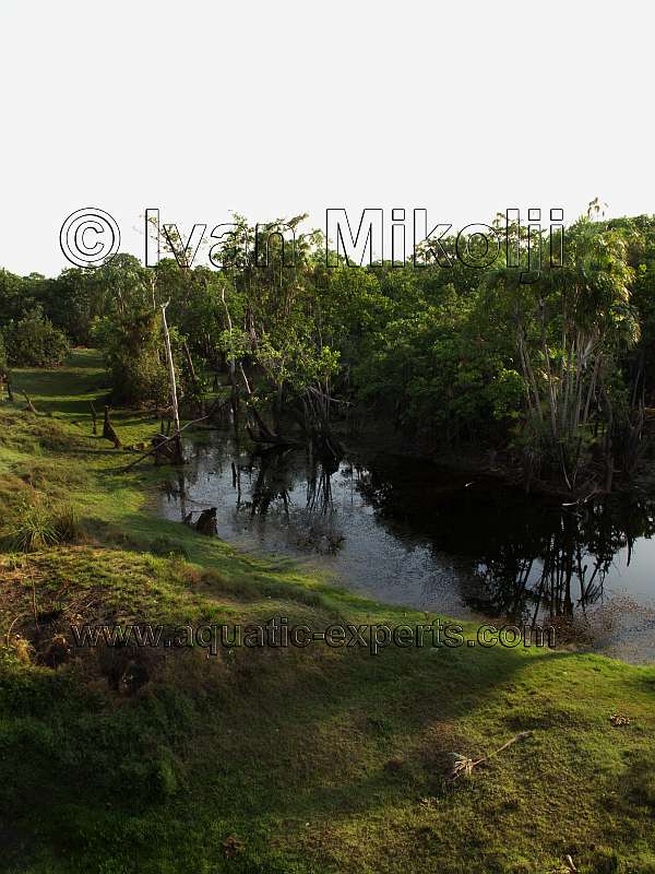 rios del estado apure venezuela